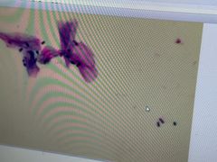 -爱妮康宠物医院·干细胞免疫细胞·肿瘤·心脏(张江店)