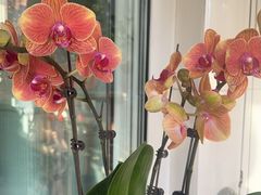 -龙大花卉苗木市场