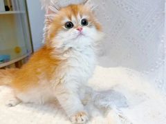 -猫十亿·布偶金渐层·曼基康矮脚猫舍(青年路店)