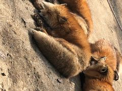 -宫城藏王狐狸村