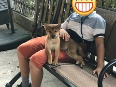 -柴犬高等学院·狗咖·柴犬售卖·宠物训练