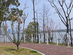 -金鸡湖桃花岛