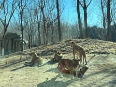 -北京野生动物园