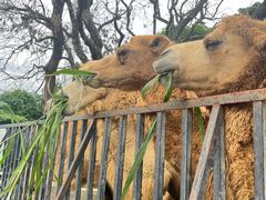 -泉州海丝野生动物世界