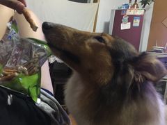 -酷狗靓猫宠物·洗护·美容·寄养(航北路店)