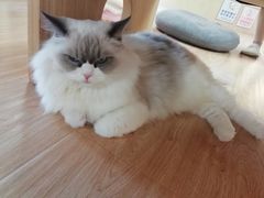 -猫和宫(六道口店)