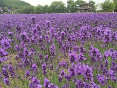 -富田农场