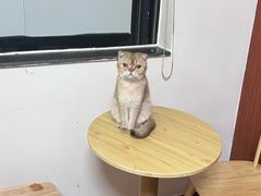 -楼上猫咖(罗湖店)