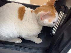-瑞派康怡24h宠物医院·犬猫医疗中心·微创绝育(瑞景分院)