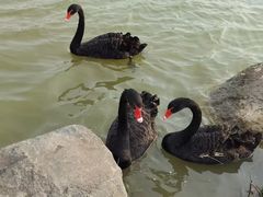 -荷兰花海