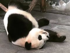 -无锡动物园·太湖欢乐园