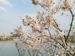 -羊山湖公园