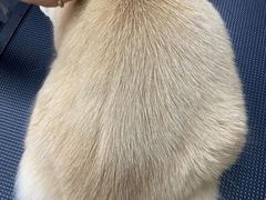 -PETKIT小佩宠物·低压洗护(国顺东路店)