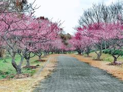 -上海海湾国家森林公园
