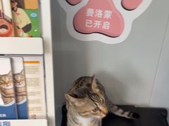 -伟伟宠物医院·瑞派猫友好医院·猫科(光谷店)