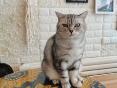 -平行世界·猫咖(首经贸店)