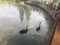 -溱湖国家湿地公园