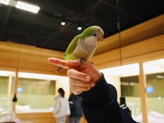 -帕帕拉兹宠物(亚洲旗舰店)