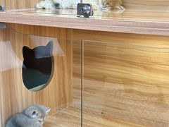 -猫十亿·布偶金渐层·曼基康矮脚猫舍(青年路店)