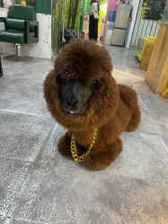 -神奇动物撸宠馆·羊驼·小浣熊·异宠(豫园店)