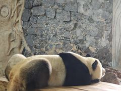 -海南热带野生动植物园