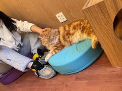 -MOCHA明星猫咖(田子坊店)