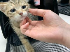 -宠颐生猫科·内科皮肤科(西平世纪城店)