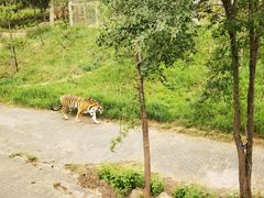 -青藏高原野生动物园