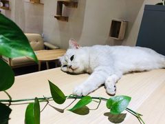 -藏猫猫咖啡主题馆(中央大道店)