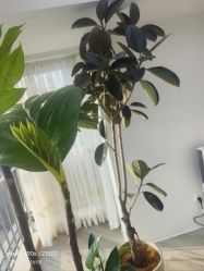 -HEYAN荷妍专业脱毛连锁机构