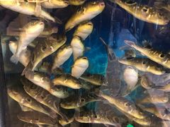 -肆月河豚·新淮扬(金融街店)