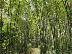 -深圳仙湖植物园