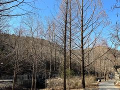 -白水寺森林公园