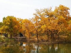 -金塔沙漠胡杨林景区