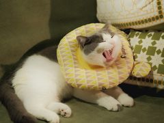 -御宝贝·A梦猫科宠物医院(国际猫友好医院)