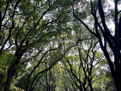 -东湖落雁景区