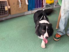 -东方动物医院·宠保定点·骨科·转诊中心(春城路·昆明站分院)