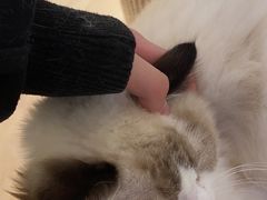 -1013 PET SHOP精品宠物商店(丁香店)