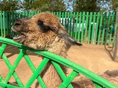 -西霞口神雕山野生动物世界