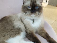 -糯米喵星人·撸猫猫舍咖啡馆(西市场嘉华店)