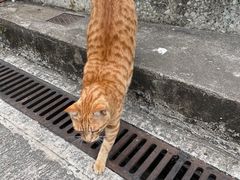 -大澳