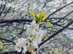 -广州市流溪河国家森林公园