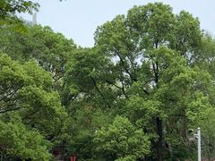 -人民公园-相亲角