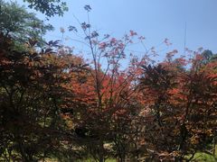 -广州市帽峰山景区