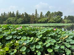 -西湖外事游船(湖滨二公园外事游船码头)