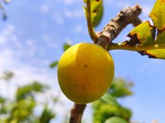 -春花秋色城市公园