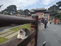 -龙华素斋(龙华路店)