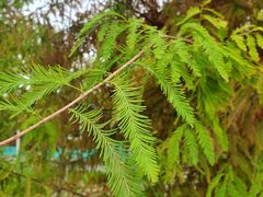 -黄海国家森林公园