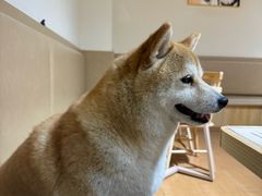 -柴の食堂·日式家庭料理·熊之肆(大学路店)