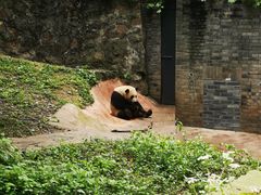 -都江堰中华大熊猫苑